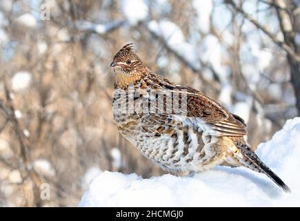 Im Winterschnee in Ottawa, Kanada, wandern die Muschelhühner herum Stockfoto