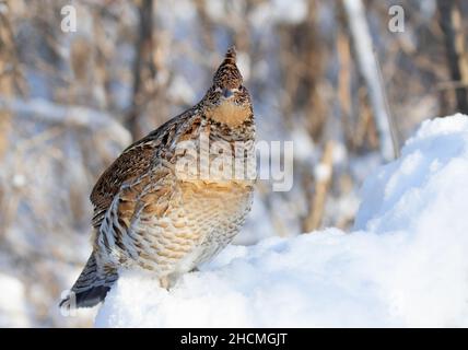 Im Winterschnee in Ottawa, Kanada, wandern die Muschelhühner herum Stockfoto