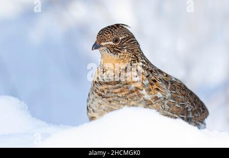 Im Winterschnee in Ottawa, Kanada, wandern die Muschelhühner herum Stockfoto