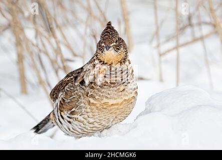 Im Winterschnee in Ottawa, Kanada, wandern die Muschelhühner herum Stockfoto