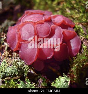 Purple Jelly Scheibenpilze auf grünem Moos und Flechten bedecktem Holzstumpf Stockfoto