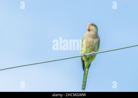 Mönchssittich auf einem Draht in New Orleans, LA, USA Stockfoto