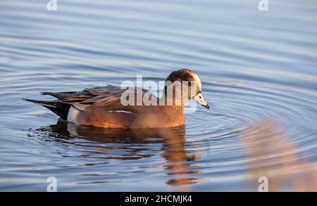 Im Herbst schwimmte eine amerikanische Ente auf einem lokalen Teich in Kanada Stockfoto