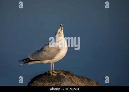 Ringschnabelmöwe, die am Ufer des Ottawa-Flusses in Ottawa, Kanada, aufruft Stockfoto