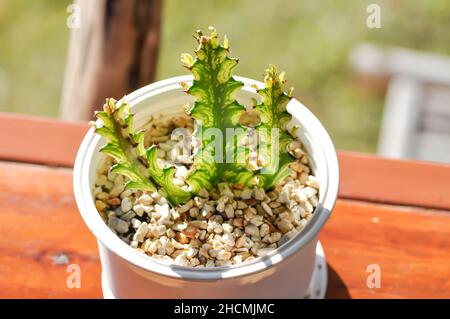 Die Lactea-Pflanze der Eschuphorbia oder der Eschuphorbia mayurnathanii ist bunt Stockfoto