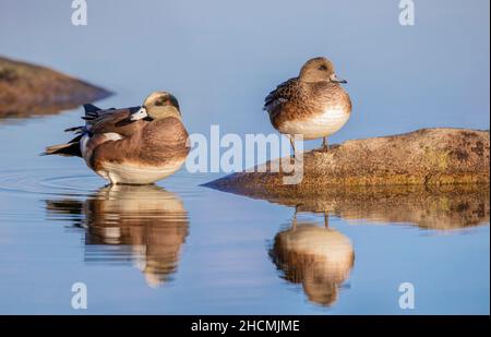 Im Herbst schwimmen in Kanada amerikanische und weibliche Enten auf einem lokalen Teich Stockfoto