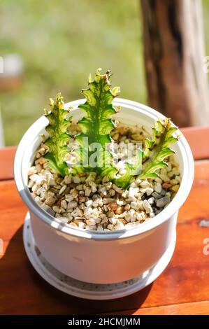 Die Lactea-Pflanze der Eschuphorbia oder der Eschuphorbia mayurnathanii ist bunt Stockfoto