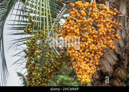 Nahaufnahme der gelben und grünen Früchte der Pindo-Gelee-Palme (butia capitata), die an einem Baum hängt Stockfoto