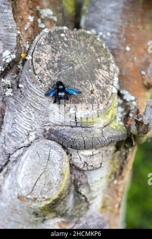 Eine wunderschöne blaue Holzbiene arbeitet am Stamm eines alten Baumes. Stockfoto