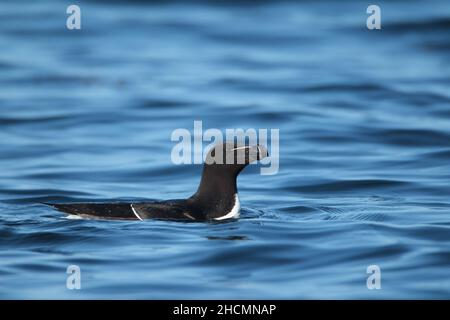 Razorbill in der Nähe seiner brütenden Klippen auf Handa Island. Sie werden eine Reihe von Meilen zurückfahren, um Futterplätze zu finden, bevor sie zurückkehren, um ihr Küken zu füttern. Stockfoto