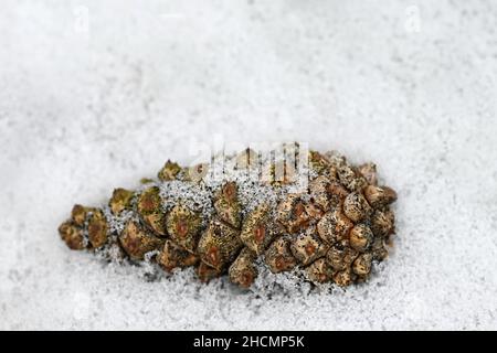 Nahaufnahme von schneebedeckten Pinienzapfen im Schnee. Stockfoto