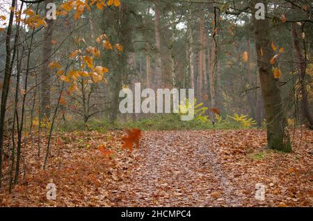 Schöne Aufnahme eines Waldes im Herbst während des Tages Stockfoto