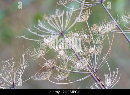 Die Herbstreste der Wildkuhsilie (Anthriscus sylvestris) wachsen auf den Kreidewiesen der Salisbury Plain Wiltshire UK Stockfoto