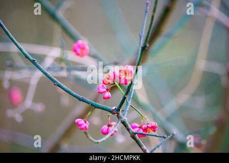 Nahaufnahme von roten Beeren auf einem wilden Spindelbaum (Euonymus Europaeus) Stockfoto