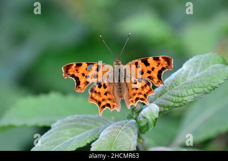 Komma-Schmetterling Stockfoto