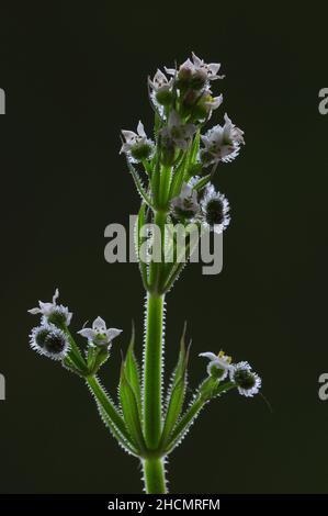 Nahaufnahme von Spaltsteinen oder Stachelgras in Blüte. Stockfoto