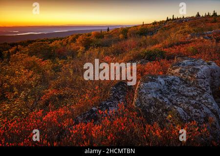 Herbstfarbe bei Dolly Sods Wilderness in West Virginia Stockfoto