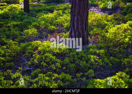 Hellgrüner Waldboden im Bryce Canyon National Park in Utah Stockfoto