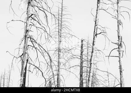 Ponderosa Pines zwischen verbrannten Wäldern im Bryce Canyon National Park Stockfoto