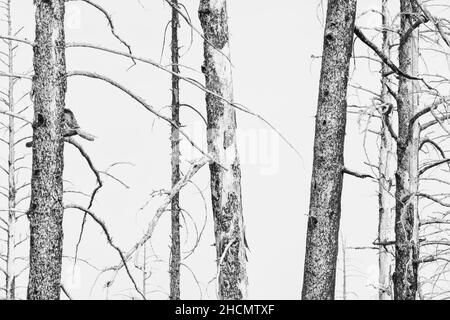 Ponderosa Pines zwischen verbrannten Wäldern im Bryce Canyon National Park Stockfoto