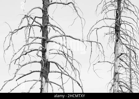 Ponderosa Pines zwischen verbrannten Wäldern im Bryce Canyon National Park Stockfoto