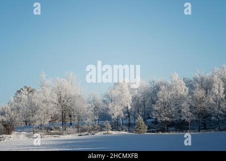Schneebedeckte Bäume auf dem Land an einem schönen kalten Tag. Foto aufgenommen in Skåne, Schweden. Stockfoto