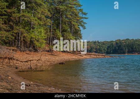 Freiliegende Baumwurzeln und umgestürzte Bäume aufgrund der Erosion der Küstenlinie durch niedrige Wasserstände am Lake Lanier in Georgien an einem hellen, sonnigen Herbsttag Stockfoto