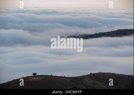 Naturpark Sierra de Baza in Granada, Andalusien - Spanien. Stockfoto