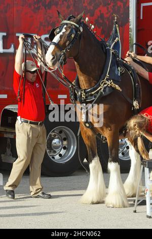 Clydesdale Pferd, 3 Handler, die dekorativen Tack anziehen, fünf Rosen in geflochtener Mähne, Budweiser Brauerei Promotion, Pferd, großes Tier, Zugpferd, Stockfoto