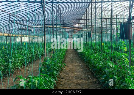 Innenraum eines großen industriellen Gewächshauses mit wachsenden Pfefferpflanzen Stockfoto