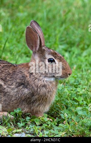 Der Eastern Cottontail Rabbit ist das am weitesten verbreitete Kaninchen im Osten Nordamerikas und wird in der Nähe der menschlichen Behausung gefunden. Es ist Beute für viele Arten Stockfoto