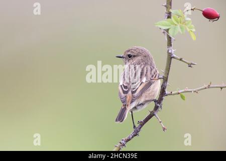 Weiblicher Steinechat (Saxicola rubicola) Abruzzen, Italien Stockfoto