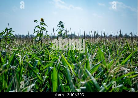 Herbizidresistentes Unkraut gegen die Skyline über einem Feld mit verquistertem Mais Stockfoto