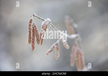 Haselkätzchen auf einem mit Schnee und Eis bedeckten Ast. Wald im Winter, Frostwetter Stockfoto