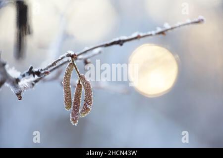 Haselkätzchen auf einem mit Schnee und Eis bedeckten Ast. Wald im Winter, Frostwetter Stockfoto