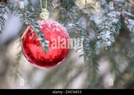 Rote Weihnachtskugel, die an einem Tannenzweig hängt, der mit Schnee und Eis bedeckt ist. Neujahrsbaum mit Dekorationen im Winterpark, Frostwetter Stockfoto