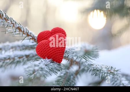 Zwei Liebesherzen auf Tannenzweigen, bedeckt mit Schnee und Eis auf winterlichem Sonnengrund. Konzept der Neujahrsfeier oder Valentinstag Stockfoto