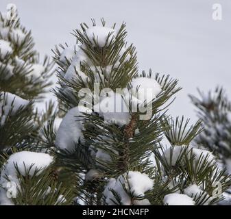 Kiefernsträucher Calgary Alberta Stockfoto