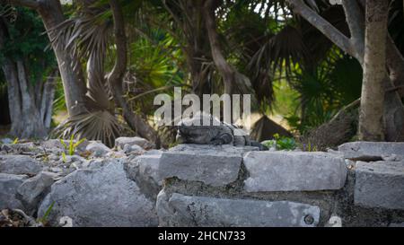 Iguana vor der Maya Ruinen in Tulum, Yucatan, Mexiko Stockfoto