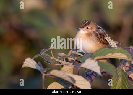 Eine Zitting Cisticola (Cisticola juncidis) auf dem Busch Stockfoto