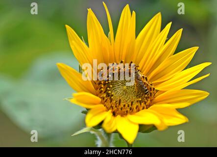 Bienen lagern Honigtau von der gelben Sonnenblume im Garten. InsektenlunchBiene auf Blume, die Nektar sammelt. Honigbiene auf gelber Diasy. Stockfoto