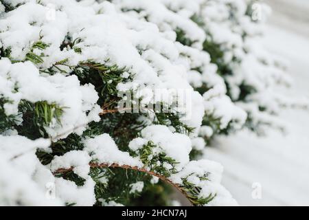 Gefrorener Evergreen Bush während des Schneesturfens mit Schnee bedeckt Stockfoto