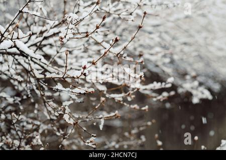 Gefrorene Baumzweige und Zaun während des Schneesturms mit Copy Space Stockfoto