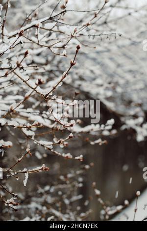 Gefrorene Baumzweige und Zaun während des Schneesturms mit Copy Space Vertikal Stockfoto