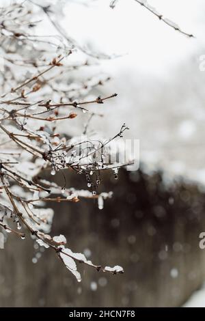 Gefrorene Baumzweige und Zaun während des Schneesturms mit Copy Space Vertikal Stockfoto