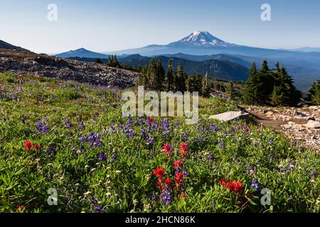 WA19938-00...WASHINGTON - Lupine, Pinsel, Heidekraut und Sitka Baldrian blühen entlang des Pacific Crest Trail in der Goat Rocks Wilderness. Mount Ada Stockfoto