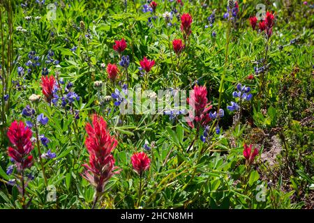 WA19950-00...WASHINGTON - Lupine und Pinsel blühen auf einer Wiese in der Goat Rocks Wilderness, Gifford Pinchot National Forest. Stockfoto