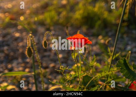 Blumen Rote Mohnblumen blühen auf wildem Feld. Wunderschöne, feldrote Mohnblumen mit selektivem Fokus. Rote Mohnblumen in sanftem Licht. Einsamer Mohn. Weichzeichner. Stockfoto