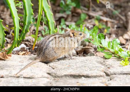 Viergestreifte Grasmaus (Rhabdomys pumilio) Wildnis, Westkap, Südafrika Stockfoto