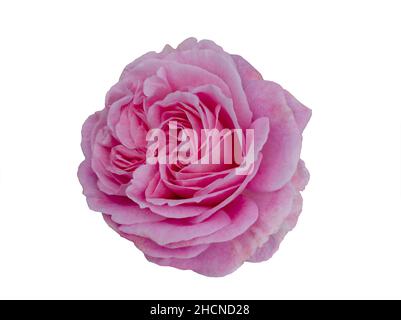 Frische schöne rosa Rose isoliert auf weißem Hintergrund Stockfoto